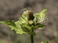 Cirsium oleraceum 49, Moesdistel, Saxifraga-Willem van Kruijsbergen