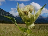 Cirsium oleraceum 51, Moesdistel, Saxifraga-Ed Stikvoort