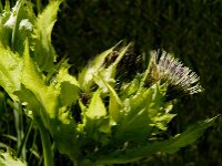 Cirsium oleraceum 7, Moesdistel, Saxifraga-Jan van der Straaten