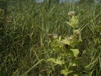 Cirsium oleraceum 8, Moesdistel, Saxifraga-Jan van der Straaten