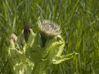 Cirsium oleraceum 9, Moesdistel, Saxifraga-Jan van der Straaten