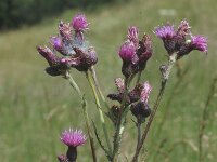 Cirsium palustre, Marsh Thistle