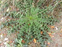 Cirsium palustre 16, Kale jonker, Saxifraga-Rutger Barendse