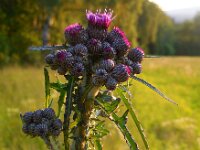 Cirsium palustre 18, Kale jonker, Saxifraga-Ed Stikvoort