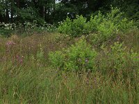 Cirsium palustre 28, Kale jonker, Saxifraga-Hans Boll