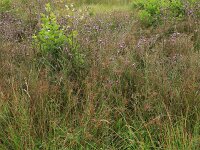 Cirsium palustre 36, Kale jonker, Saxifraga-Hans Boll