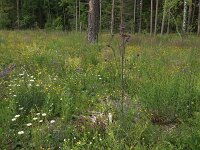 Cirsium palustre 43, Kale jonker, Saxifraga-Hans Boll