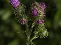 Cirsium palustre 45, Kale jonker, Saxifraga-Jan van der Straaten