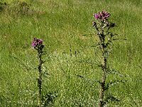 Cirsium palustre 47, Kale jonker, Saxifraga-Ed Stikvoort