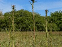 Cirsium palustre 48, Kale jonker, Saxifraga-Ed Stikvoort