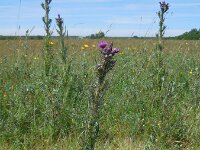 Cirsium palustre 49, Kale jonker, Saxifraga-Ed Stikvoort