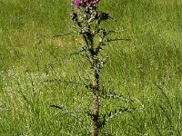 Cirsium palustre 50, Kale jonker, Saxifraga-Ed Stikvoort