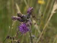 Cirsium palustre 51, Kale jonker, Saxifraga-Willem van Kruijsbergen