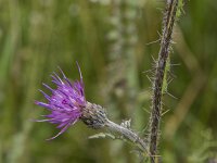 Cirsium palustre 52, Kale jonker, Saxifraga-Willem van Kruijsbergen