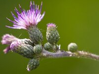 Cirsium palustre 57, Kale jonker, Saxifraga-Jan Nijendijk