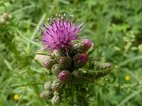 Cirsium palustre 58, Kale jonker, Saxifraga-Hans Grotenhuis