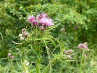 Cirsium palustre 59, Kale jonker, Saxifraga-Hans Grotenhuis