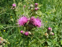 Cirsium palustre 60, Kale jonker, Saxifraga-Hans Grotenhuis