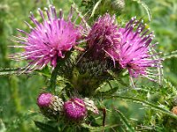 Cirsium palustre 61, Kale jonker, Saxifraga-Hans Grotenhuis