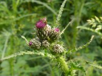 Cirsium palustre 62, Kale jonker, Saxifraga-Hans Grotenhuis