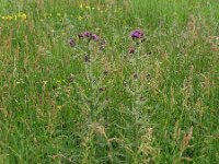 Cirsium palustre 63, Kale jonker, Saxifraga-Hans Grotenhuis