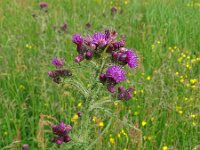Cirsium palustre 64, Kale jonker, Saxifraga-Hans Grotenhuis
