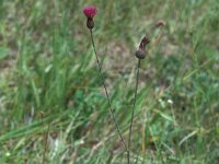 Cirsium pannonicum