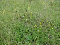 Cirsium pannonicum 3, Saxifraga-Jasenka Topic,