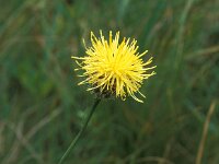 Cirsium rupestris