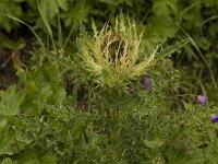 Cirsium spinosissimum