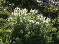 Cirsium spinosissimum 24, Saxifraga-Luuk Vermeer