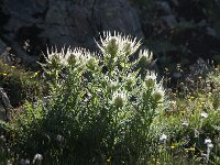 Cirsium spinosissimum 25, Saxifraga-Luuk Vermeer
