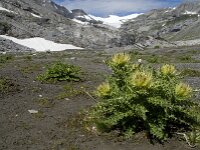 Cirsium spinosissimum 4, Saxifraga-Willem van Kruijsbergen