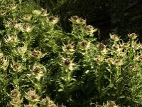 Cirsium spinosissimum 5, Saxifraga-Jan van der Straaten