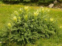 Cirsium spinosissimum 7, Foto-Fitis-Sytske Dijksen