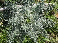 Cirsium tenuisflorus