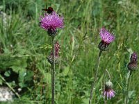 Cirsium tuberosum, Tuberous Thistle