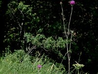 Cirsium tuberosum 2, Knoldistel, Saxifraga-Jan van der Straaten