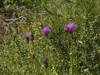 Cirsium tuberosum 5, Knoldistel, Saxifraga-Willem van Kruijsbergen