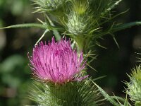 Cirsium vulgare, Spear Thistle