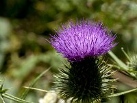 Cirsium vulgare 16, Speerdistel, Saxifraga-Jan van der Straaten