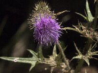 Cirsium vulgare 19, Speerdistel, Saxifraga-Jan van der Straaten