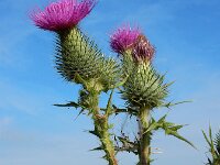 Cirsium vulgare 20, Speerdistel, Saxifraga-Ed Stikvoort