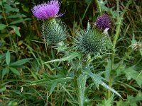 Cirsium vulgare 28, Speerdistel, Saxifraga-Ed Stikvoort