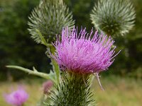 Cirsium vulgare 30, Speerdistel, Saxifraga-Ed Stikvoort
