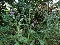 Cirsium vulgare 31, Speerdistel, Saxifraga-Ed Stikvoort