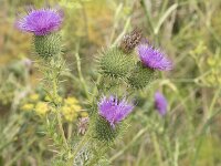Cirsium vulgare 37, Speerdistel, Saxifraga-Willem van Kruijsbergen