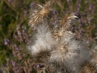 Cirsium vulgare 39, Speerdistel, Saxifraga-Jan van der Straaten