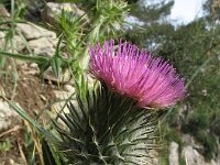 Cirsium vulgare 9, Speerdistel, Saxifraga-Rutger Barendse
