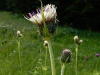 Cirsium x erucagineum